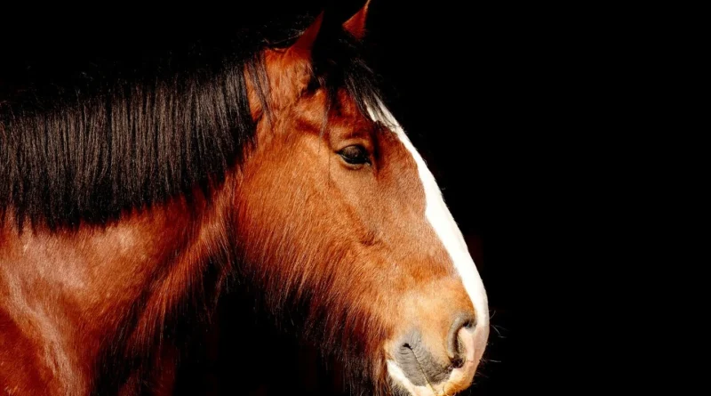 Equino saudável e idoso vivendo com estilo.