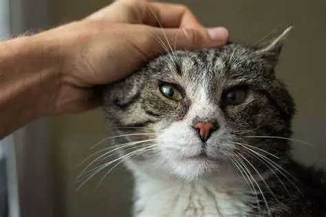 Gatos Idosos ranzinza