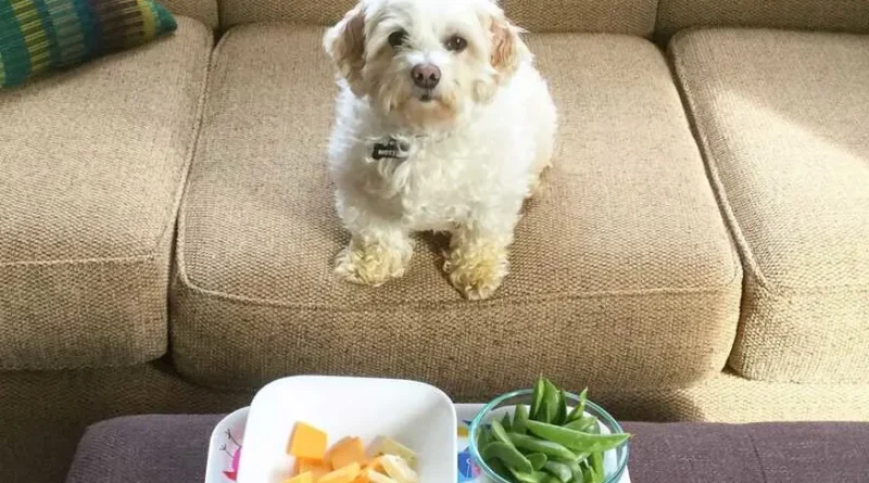 CÃO COMENDO VERDURA