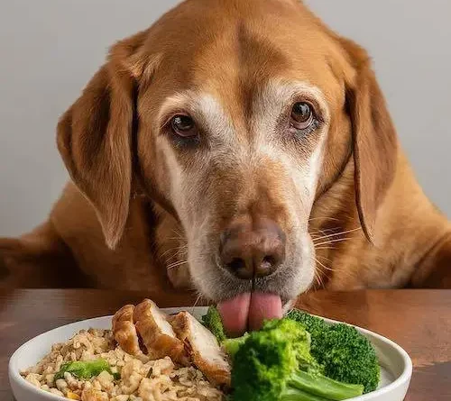 cão idoso comendo verduras