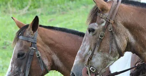 Equino saudável e idoso vivendo feliz