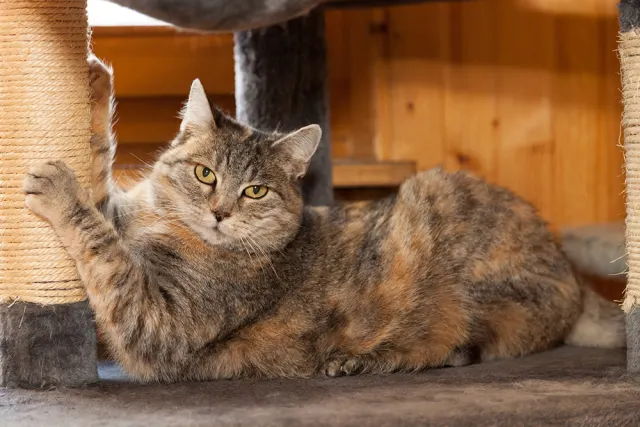 O Gatos idosos são um felino muito tranquilo e calmo